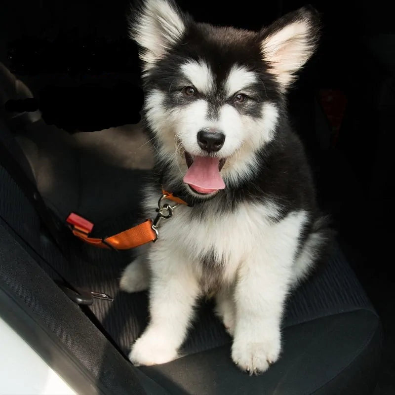 ADJUSTABLE SEAT BELT HARNESS FOR DOGS