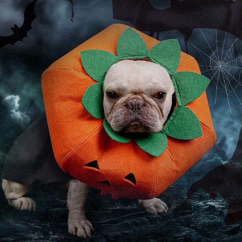 DOG HALLOWEEN PUMPKIN COSTUME